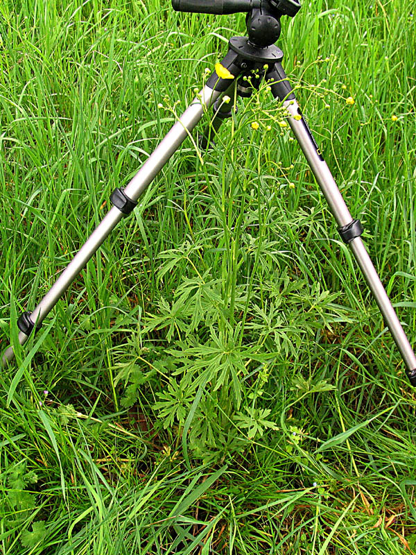 Ranunculus acris L / Ranuncolo comune